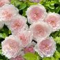 Monique Darve Rose seeds