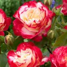 Rose Double Delight Seeds