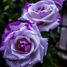 Rare Tricolor Rose 'Watercolor'