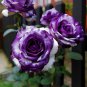Rare Tricolor Rose 'Watercolor'