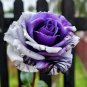 Rare Tricolor Rose 'Watercolor'