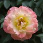 Italian Ice Rose Seeds