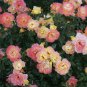 Italian Ice Rose Seeds