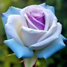 'Ice Rain' Rose Seeds