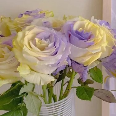 'Two-Color Glazed' Rose Seeds 'Two-Color Glazed' Rose Seeds