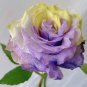 'Two-Color Glazed' Rose Seeds 'Two-Color Glazed' Rose Seeds