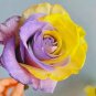 'Two-Color Glazed' Rose Seeds 'Two-Color Glazed' Rose Seeds