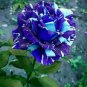 Blue Dragon Rose Seeds-Perennial -Authentic Seeds