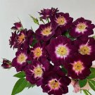 'Diamond Eye' Rose Seeds