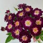 'Diamond Eye' Rose Seeds