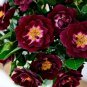 'Diamond Eye' Rose Seeds