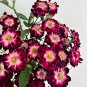 'Diamond Eye' Rose Seeds