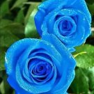 Rosa ‘Blue Moon’ Seeds