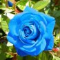 Rosa &acirc;��Blue Moon&acirc;�� Seeds