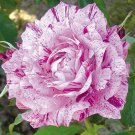 Fuchsia white roses seeds