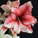 Amaryllis 'Charisma' (Hippeastrum)