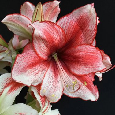 Amaryllis 'Charisma' (Hippeastrum)