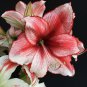 Amaryllis 'Charisma' (Hippeastrum)