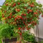 Dwarf Strawberry Pot Plant Seeds