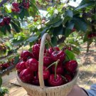 Dwarf Black Pearl Cherry Seeds