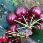 Dwarf Black Pearl Cherry Seeds