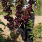Dwarf Black Pearl Cherry Seeds