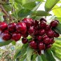 Dwarf Black Pearl Cherry Seeds