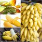 20pcs Dwarf Banana Seeds