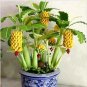 20pcs Dwarf Banana Seeds