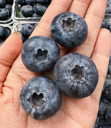 Giant Blueberry Seeds