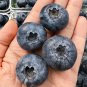 Giant Blueberry Seeds