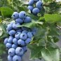 Giant Blueberry Seeds