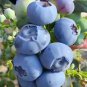Giant Blueberry Seeds