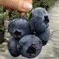 Giant Blueberry Seeds
