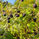Red berry ginseng Seeds