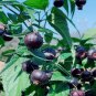Red berry ginseng Seeds