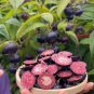 Red berry ginseng Seeds