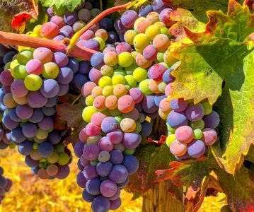 Rainbow Grapes Seeds