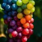Rainbow Grapes Seeds