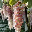 Crystal Violet Grapes Seeds