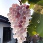 Crystal Violet Grapes Seeds