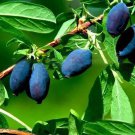 Egrow 50Pcs Lonicera Caerulea Fruit Honeyberry Blueberry Seeds