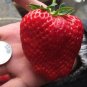 Milk Strawberry Fruit Seeds