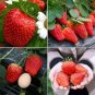 Milk Strawberry Fruit Seeds