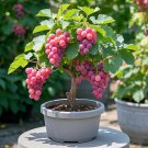 Colorful Potted Grape Tree Seeds - PINK