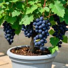 Colorful Potted Grape Tree Seeds - BLACK