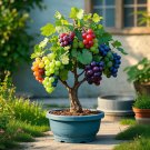 Colorful Potted Grape Tree Seeds - RAINBOW