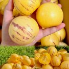 Ginseng Berry Seeds