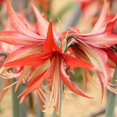 Amaryllis 'Sumatra' (Hippeastrum) SEEDS
