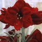 Amaryllis 'Benfica' (Hippeastrum) SEEDS